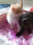 gatinhos peludos