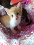 gatinhos peludos