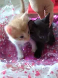 gatinhos peludos