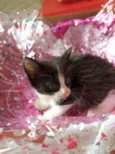 gatinhos peludos