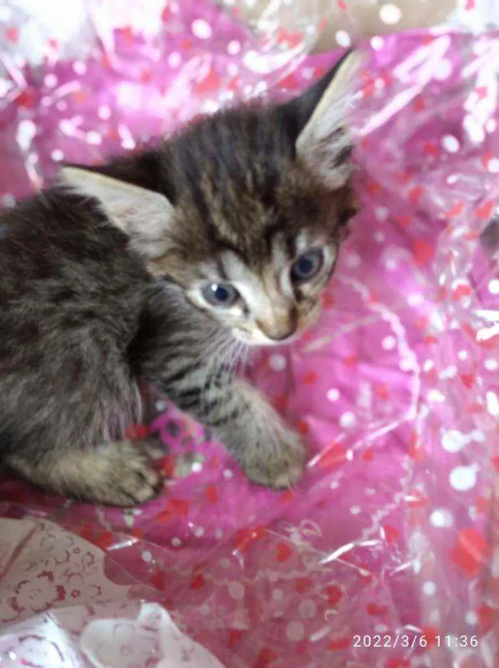 Gato ra a Angorá idade Abaixo de 2 meses nome  gatinhos peludos