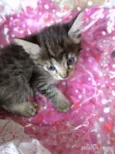 gatinhos peludos