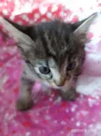 gatinhos peludos