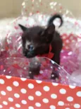 gatinhos peludos