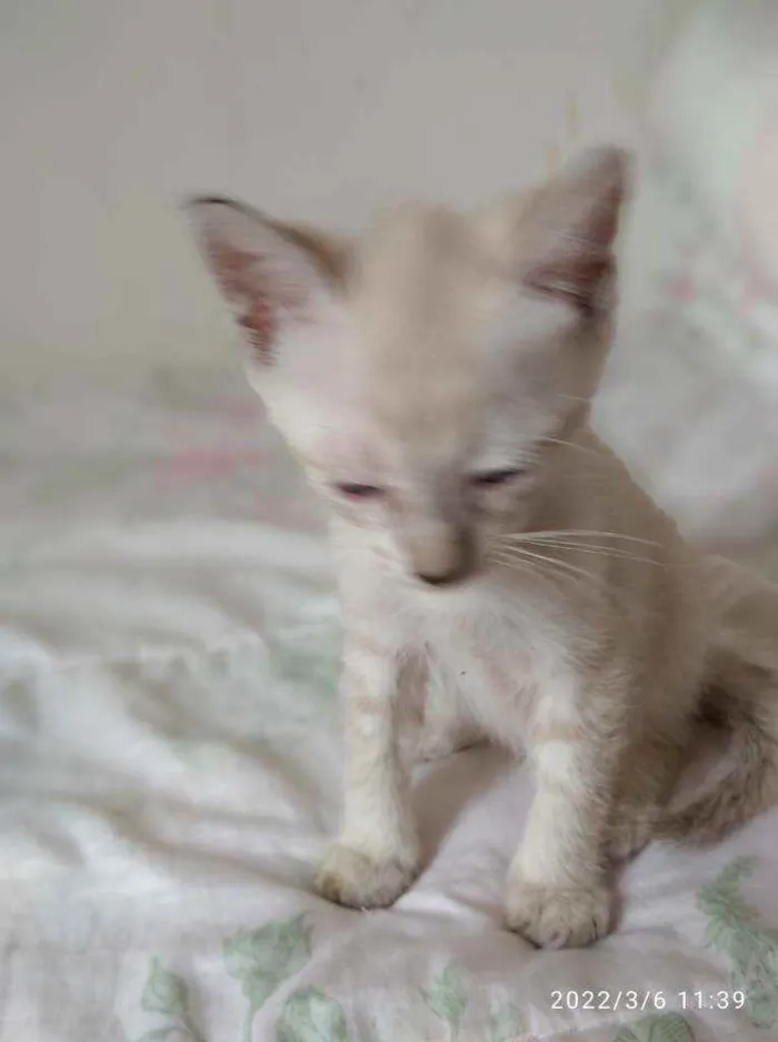 Gato ra a Angorá idade Abaixo de 2 meses nome  gatinhos peludos