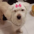 Vitória 