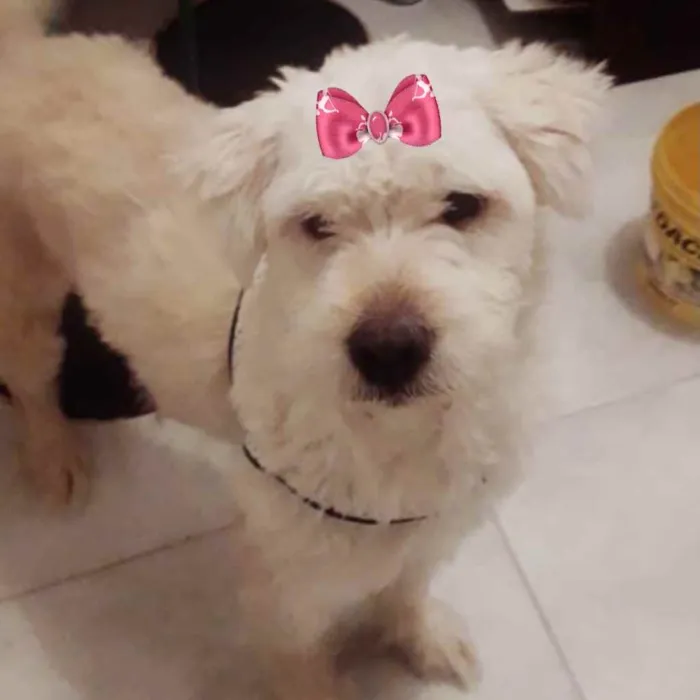 Cachorro ra a Mestiça  idade 2 a 6 meses nome Vitória 
