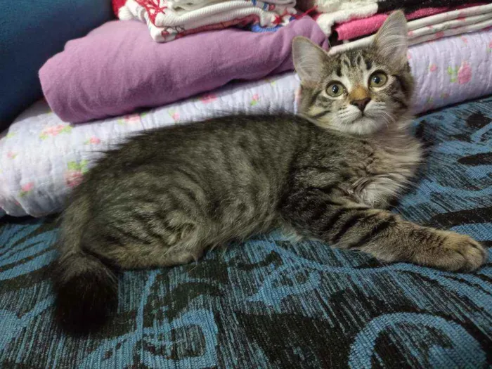 Gato raça SRD idade 2 a 6 meses nome Maiara 