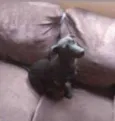 zoe