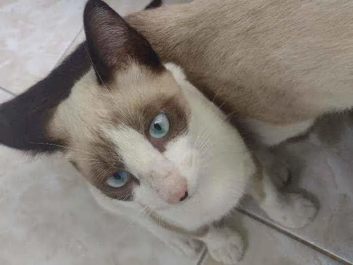 Gato ra a Siamês mestiço idade 2 a 6 meses nome Romeu