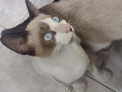 Gato raça Siamês mestiço idade 2 a 6 meses nome Romeu