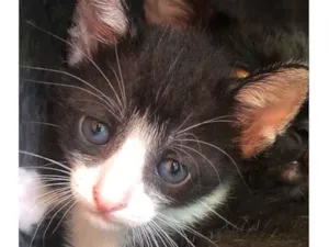 Gato raça Srd idade Abaixo de 2 meses nome Manoelito 