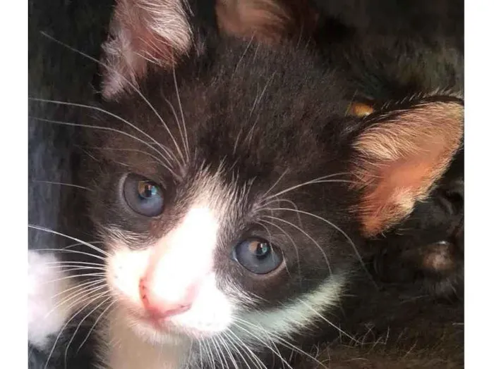 Gato ra a Srd idade Abaixo de 2 meses nome Manoelito 