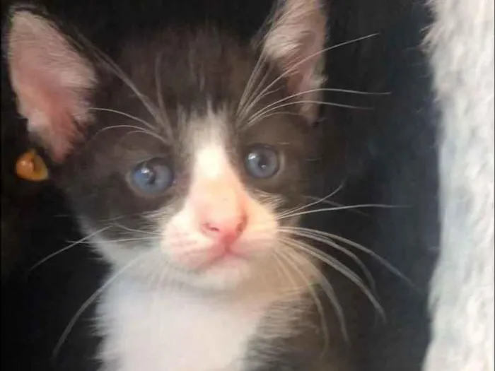 Gato ra a Srd idade Abaixo de 2 meses nome Manoelito 