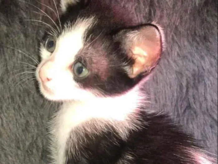 Gato ra a Srd idade Abaixo de 2 meses nome Paloma