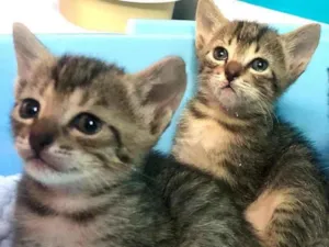 Gato raça Srd idade Abaixo de 2 meses nome Eva e Olívia 