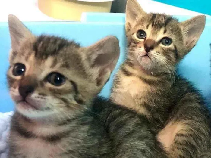 Gato ra a Srd idade Abaixo de 2 meses nome Eva e Olívia 