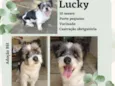 Lucky