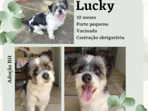 Cachorro raça Srd (poodle com maltês) idade 7 a 11 meses nome Lucky