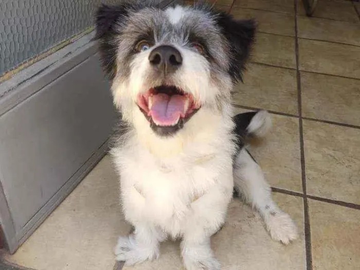 Cachorro raça Srd (poodle com maltês) idade 7 a 11 meses nome Lucky