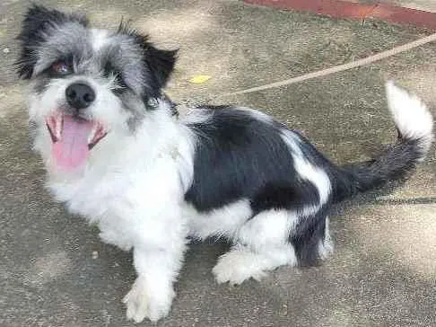Cachorro raça Srd (poodle com maltês) idade 7 a 11 meses nome Lucky