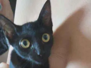 Gato raça Srd idade 2 a 6 meses nome Laila