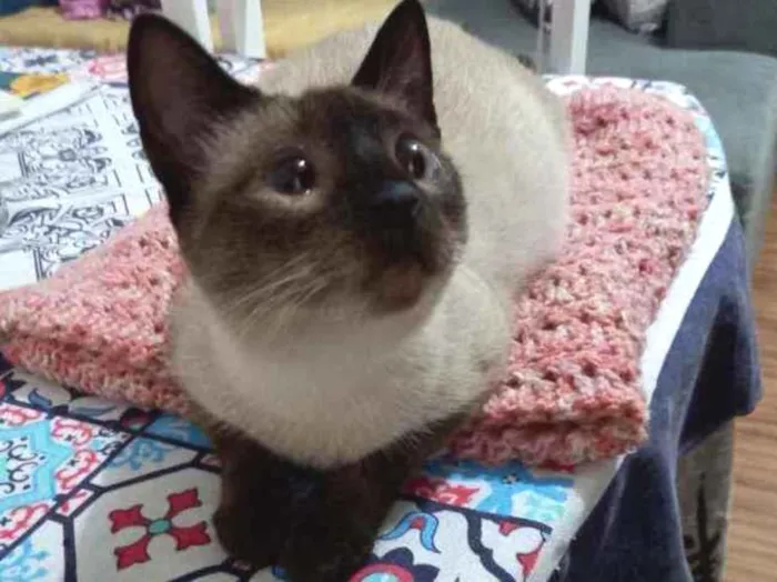 Gato raça SRD idade 7 a 11 meses nome Ypê