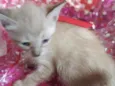 gatinhos peludos