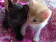 gatinhos peludos