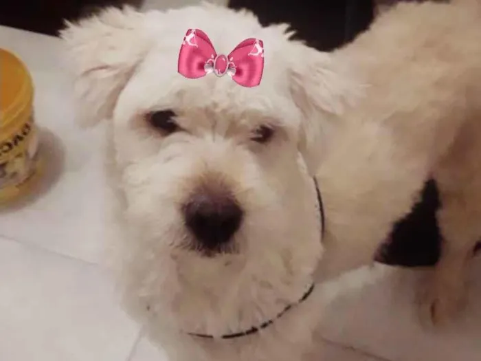 Cachorro ra a Mestiça  idade 2 a 6 meses nome Vitória 