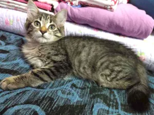 Gato raça SRD idade 2 a 6 meses nome Maiara 
