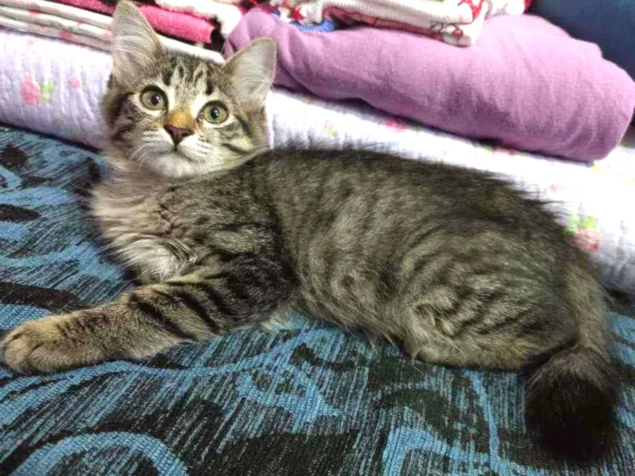 Gato raça SRD idade 2 a 6 meses nome Maiara 