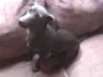 zoe