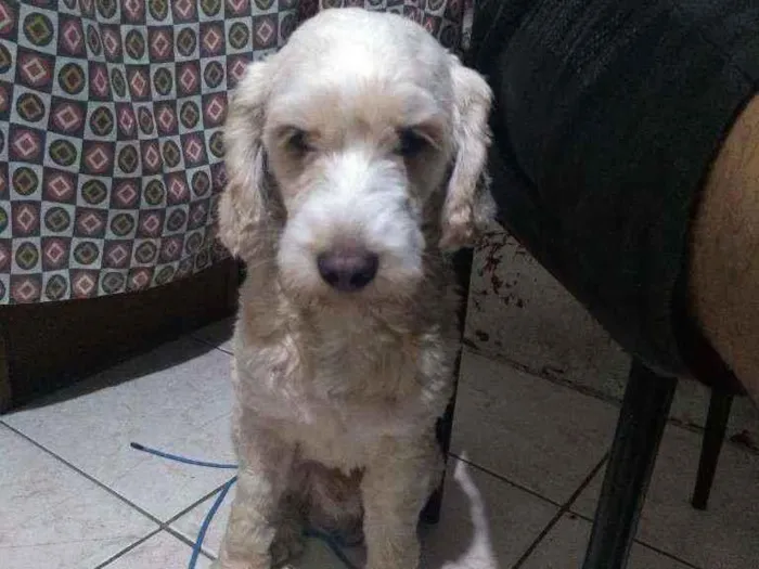 Cachorro raça Poodle  idade 5 anos nome Bolota 