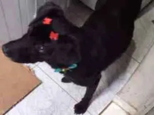 Cachorro raça Viralata idade 3 anos nome Neguinha