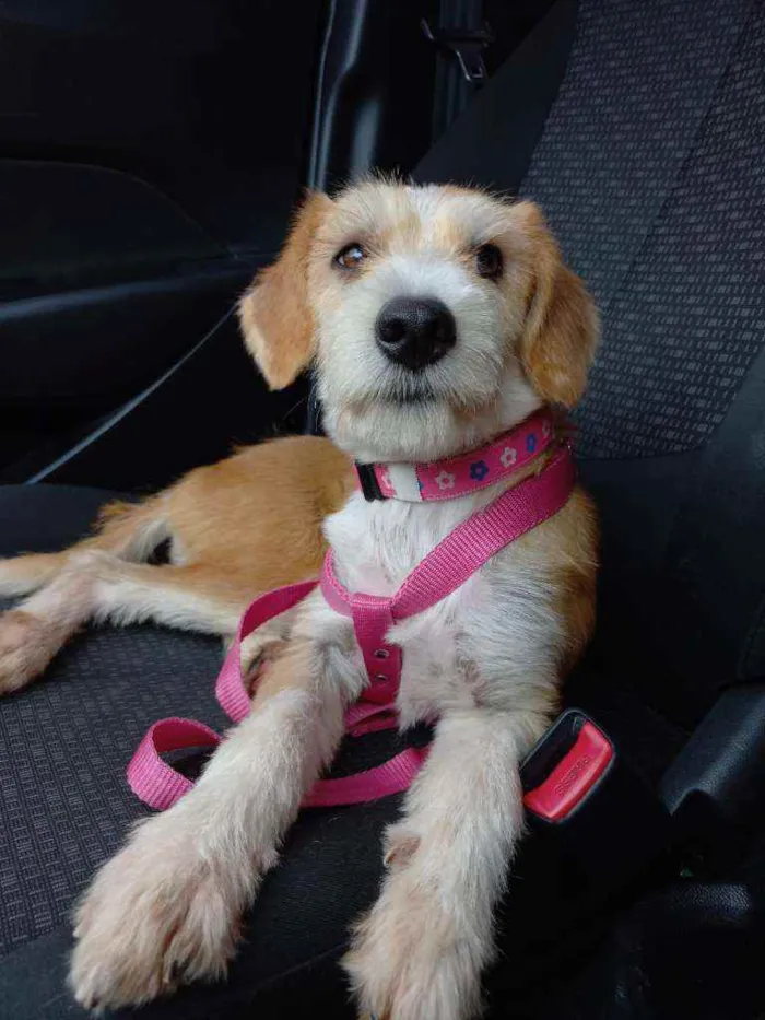 Cachorro raça srd idade 1 ano nome mimosa