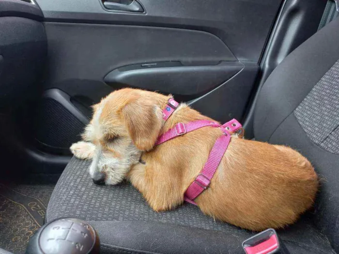 Cachorro raça srd idade 1 ano nome mimosa