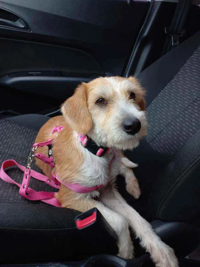 Cachorro raça srd idade 1 ano nome mimosa