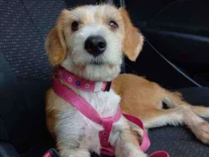 Cachorro raça srd idade 1 ano nome mimosa