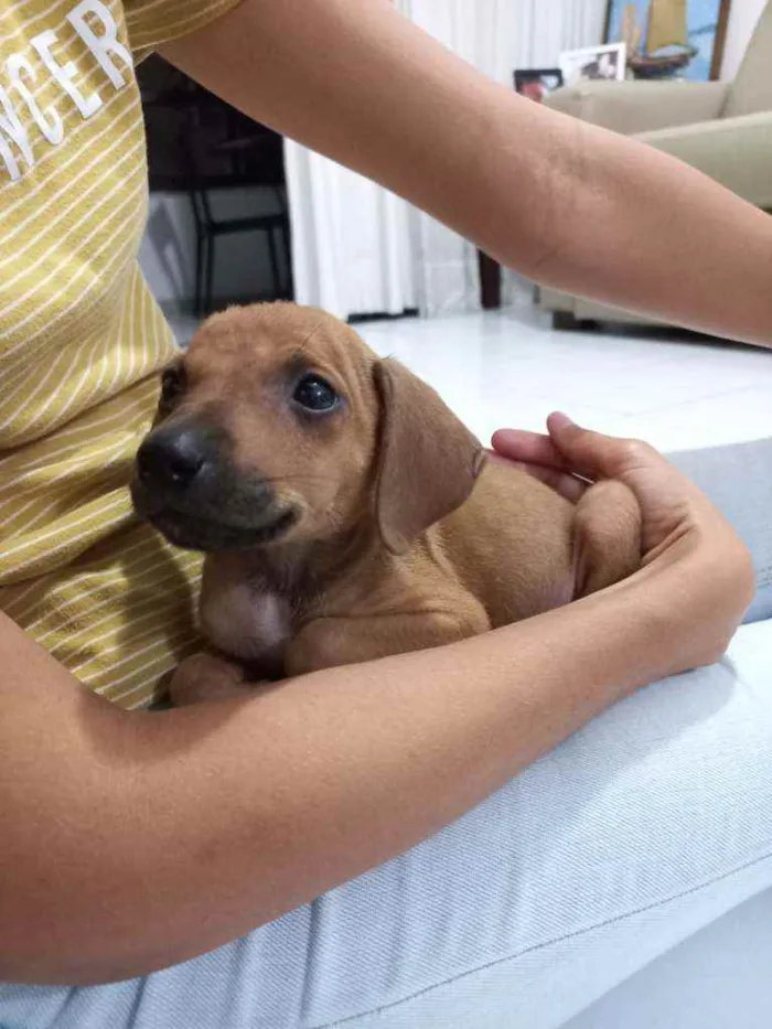 Cachorro raça srd idade 2 a 6 meses nome paçoca e cocada