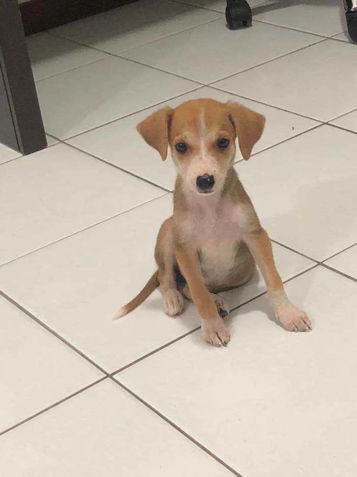 Cachorro raça srd idade 2 a 6 meses nome paçoca e cocada
