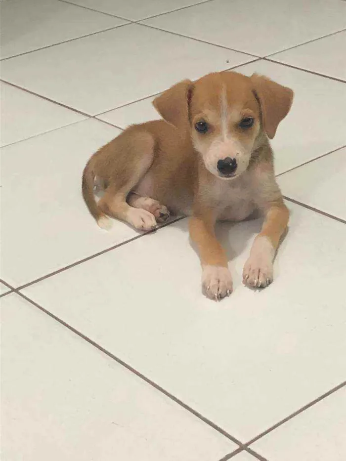Cachorro raça srd idade 2 a 6 meses nome paçoca e cocada