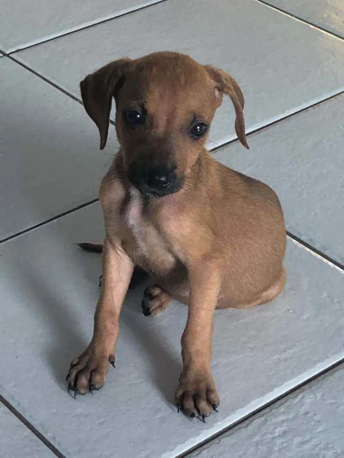 Cachorro raça srd idade 2 a 6 meses nome paçoca e cocada