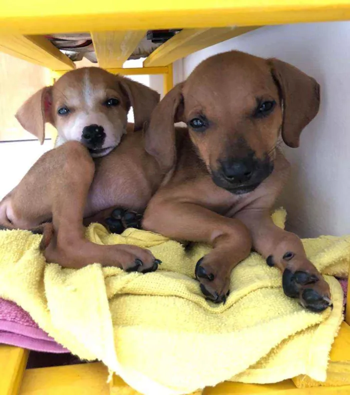 Cachorro raça srd idade 2 a 6 meses nome paçoca e cocada