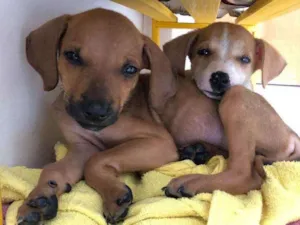 Cachorro raça srd idade 2 a 6 meses nome paçoca e cocada