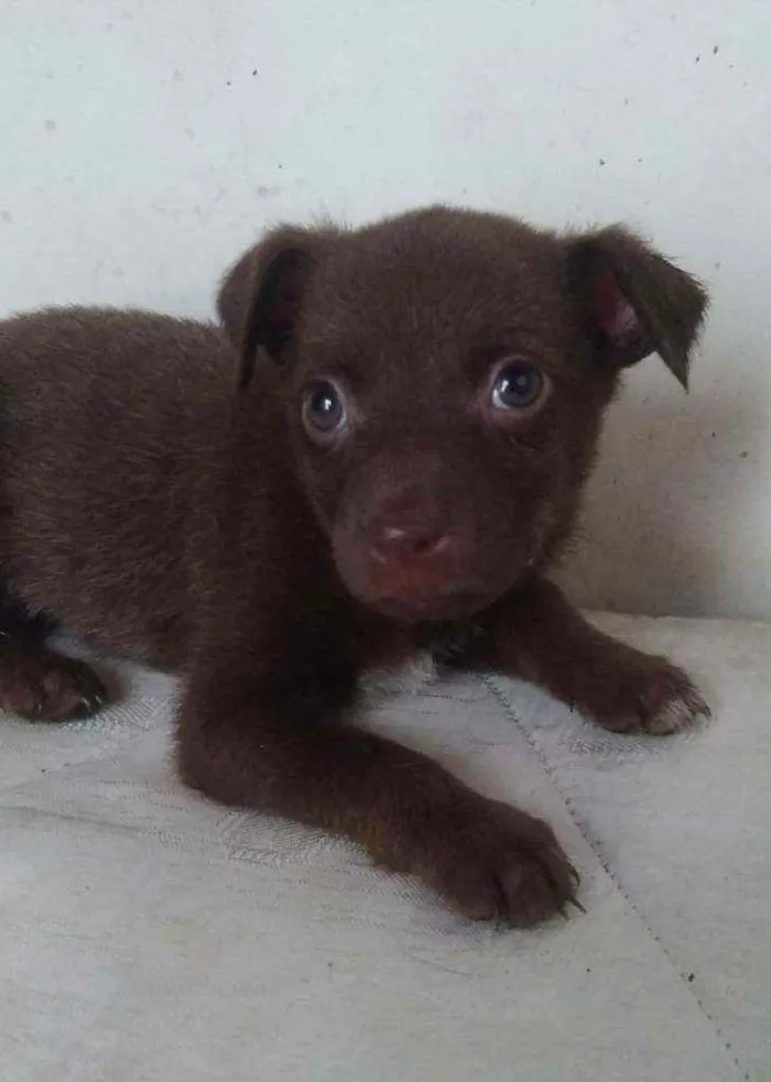 Cachorro ra a SRD idade 2 a 6 meses nome Anabella