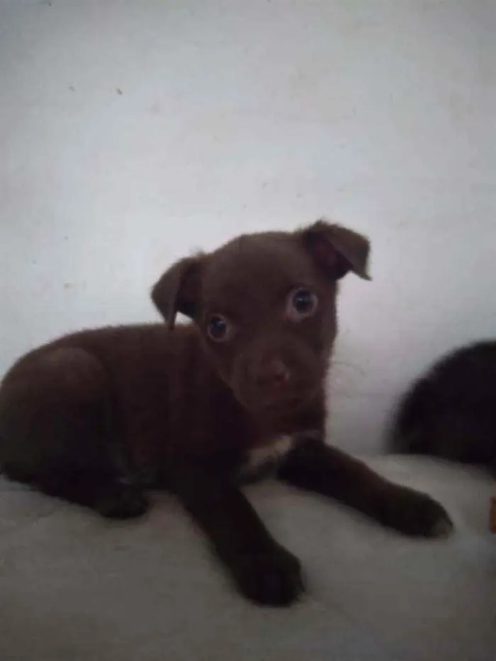 Cachorro ra a SRD idade 2 a 6 meses nome Anabella