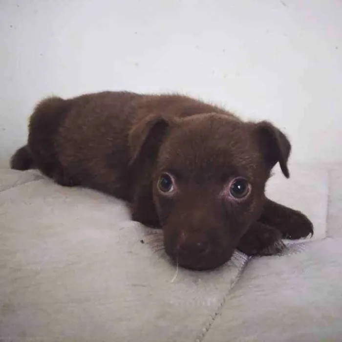 Cachorro ra a SRD idade 2 a 6 meses nome Anabella