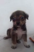 Guapo
