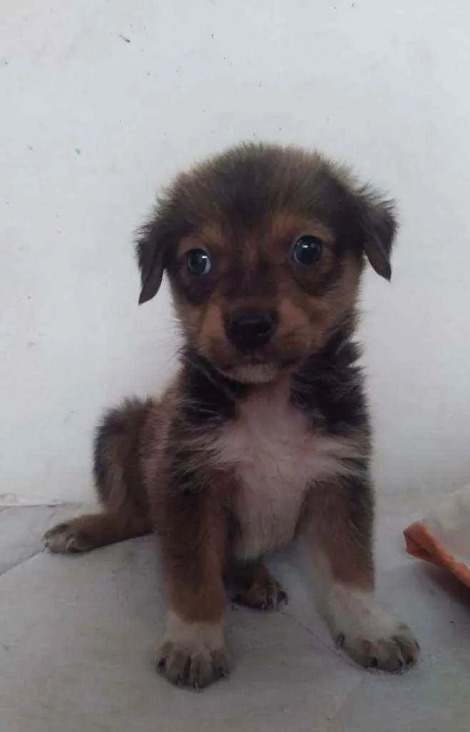 Cachorro ra a SRD idade 2 a 6 meses nome Guapo